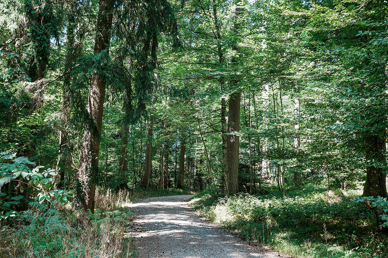 Stiller Wald Seon