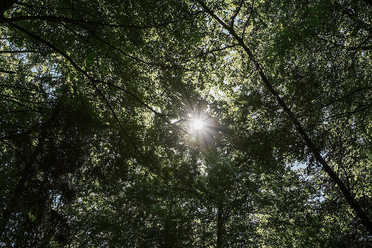 Stimmungsvolle letzte Ruhe im wunderschönen Naturwaldreservat Surberg